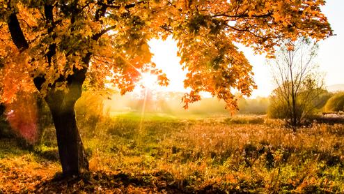 Herbstlicher Baum mit orangefarbenen Blättern vor der Sonne in einer nebligen Landschaft.